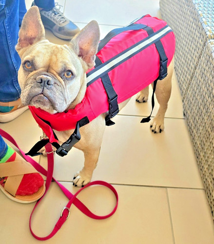 Schwimmweste hund - schwimmweste,,