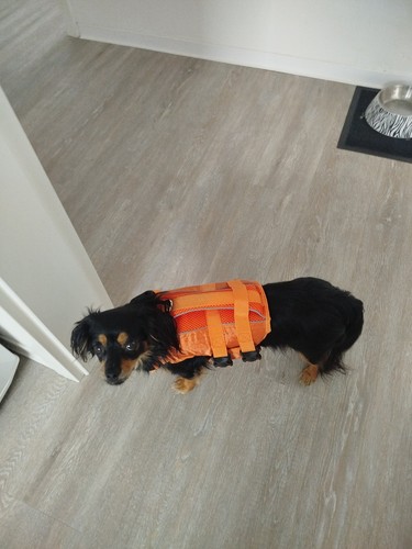Schwimmweste für kleine - , hunde